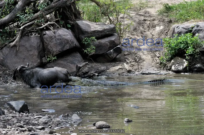 : Nile Crocodile : Nile Crocodile