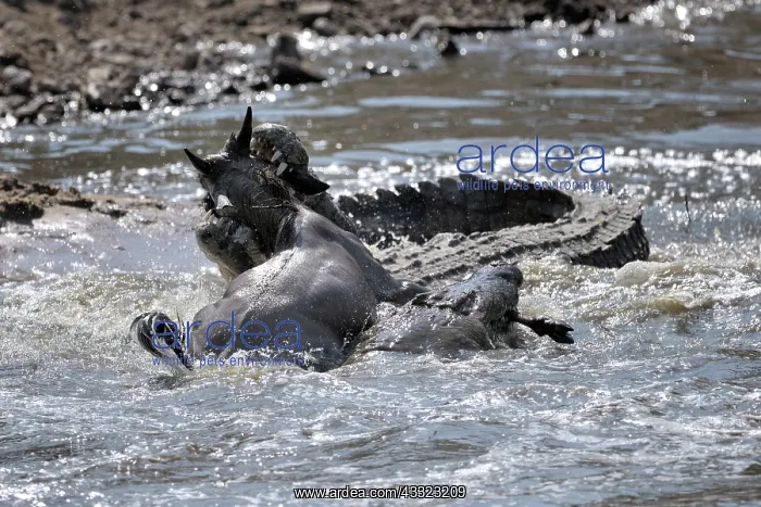 : Nile Crocodile : Nile Crocodile