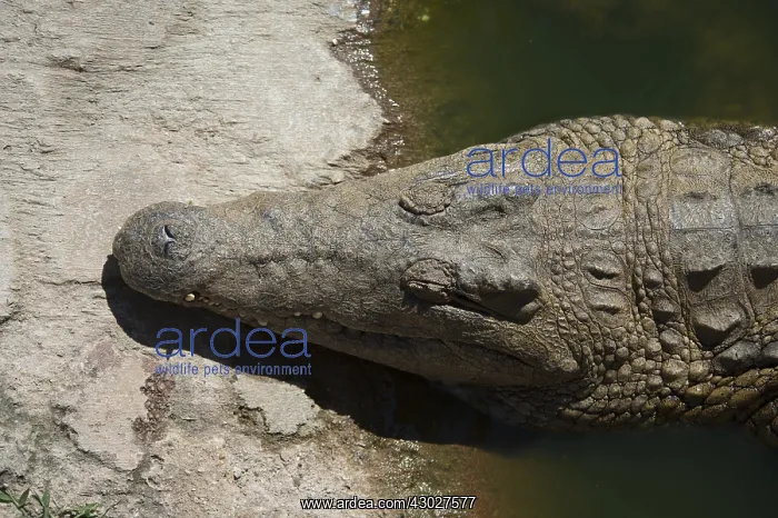 : Nile Crocodile - Agatha Crocodile Ranch, Agatha : Nile Crocodile - Agatha Crocodile Ranch, Agatha