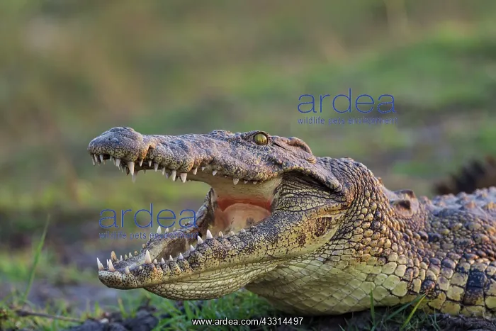 : Nile Crocodile - basking at eventide at the bank : Nile Crocodile - basking at eventide at the bank