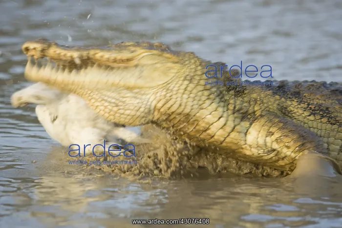 : Nile crocodile catching chicken Pond of Bazoule Burkina Faso : Nile crocodile catching chicken Pond of Bazoule Burkina Faso