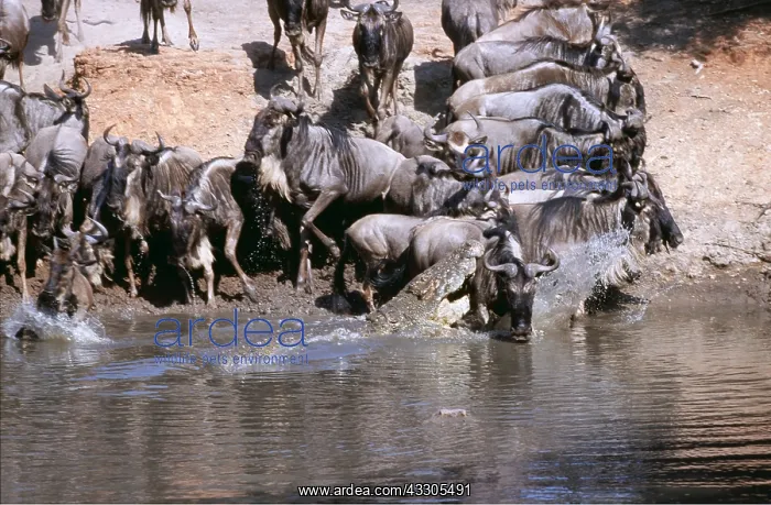  : Nile Crocodile catching wildebeest  /  Gnu