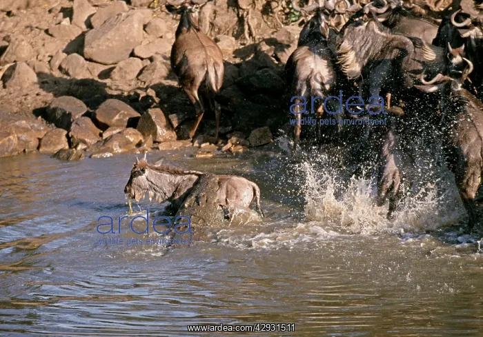  : Nile Crocodile catching wildebeest  /  Gnu calf