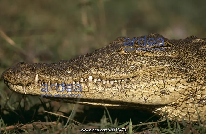 : NILE CROCODILE - CLOSE UP : NILE CROCODILE - CLOSE UP