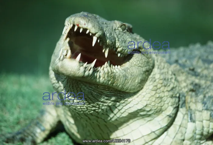 : NILE CROCODILE - close up, with mouth open : NILE CROCODILE - close up, with mouth open
