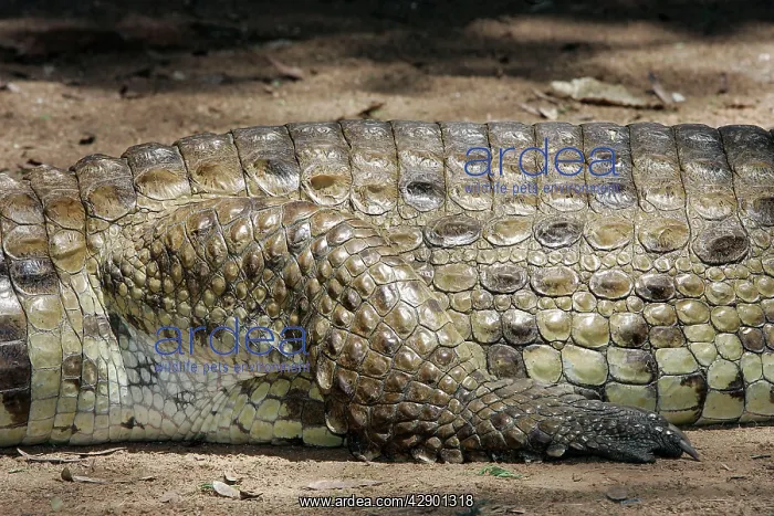 : Nile Crocodile - close-up of skin and leg : Nile Crocodile - close-up of skin and leg