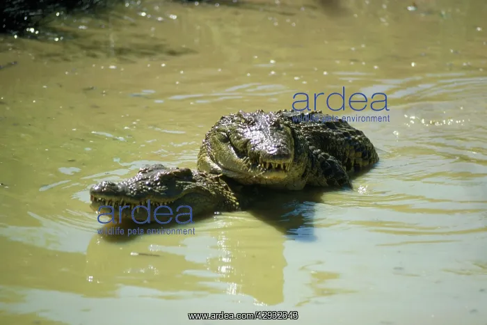 : Nile Crocodile - courtship : Nile Crocodile - courtship