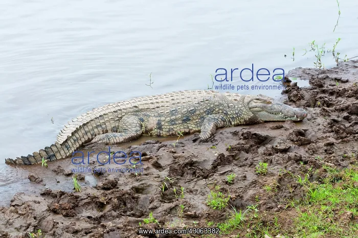 : Nile Crocodile (Crocodilus niloticus), Maasai : Nile Crocodile (Crocodilus niloticus), Maasai