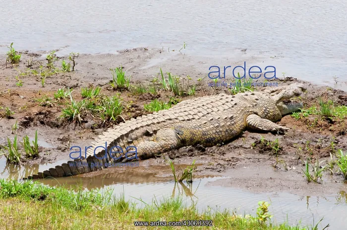 : Nile Crocodile (Crocodilus niloticus), Maasai : Nile Crocodile (Crocodilus niloticus), Maasai