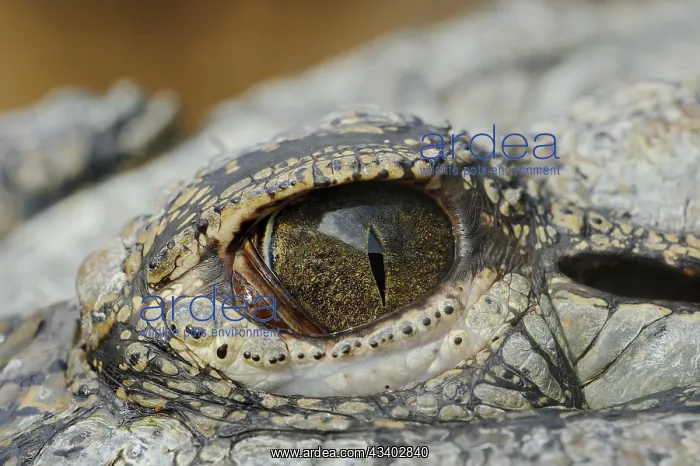 : Nile crocodile (Crocodylus niloticus), eye, captive : Nile crocodile (Crocodylus niloticus), eye, captive