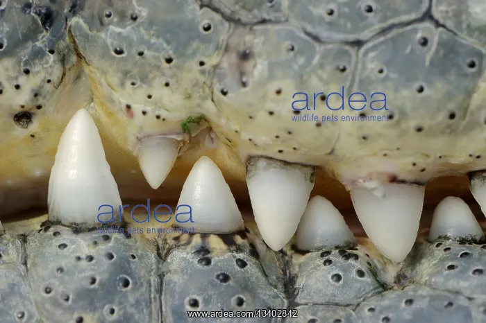 : Nile crocodile (Crocodylus niloticus), teeth, captive : Nile crocodile (Crocodylus niloticus), teeth, captive
