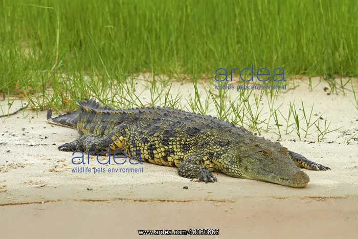 : Nile crocodile (Crocodylus niloticus), Chobe : Nile crocodile (Crocodylus niloticus), Chobe