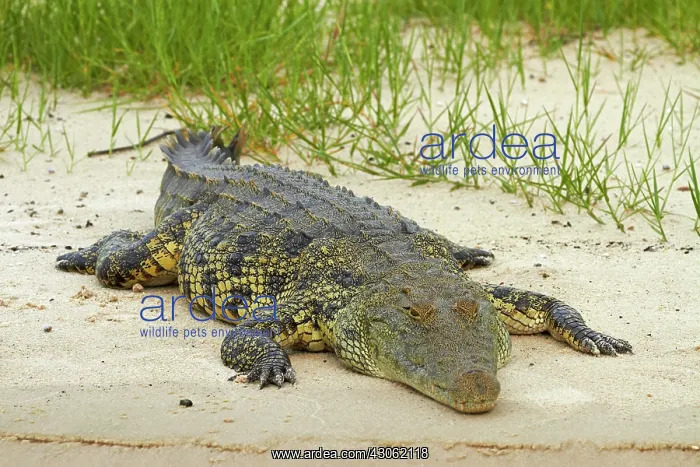 : Nile crocodile (Crocodylus niloticus), Chobe : Nile crocodile (Crocodylus niloticus), Chobe