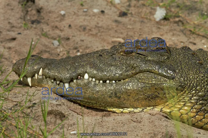 : Nile crocodile (Crocodylus niloticus), Chobe : Nile crocodile (Crocodylus niloticus), Chobe