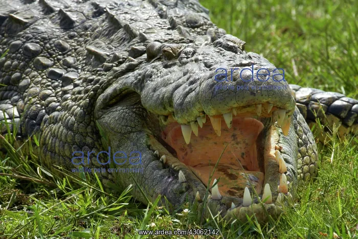 : Nile crocodile (Crocodylus niloticus), Chobe : Nile crocodile (Crocodylus niloticus), Chobe