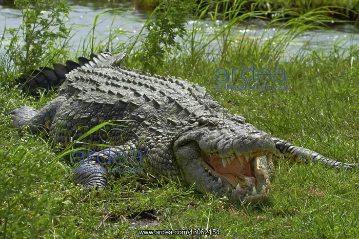 : Nile crocodile (Crocodylus niloticus), Chobe : Nile crocodile (Crocodylus niloticus), Chobe