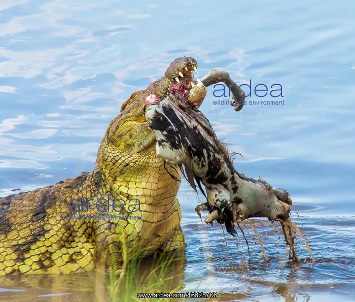 : Nile crocodile (Crocodylus niloticus) is eating : Nile crocodile (Crocodylus niloticus) is eating