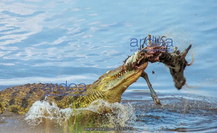 : Nile crocodile (Crocodylus niloticus) is eating : Nile crocodile (Crocodylus niloticus) is eating