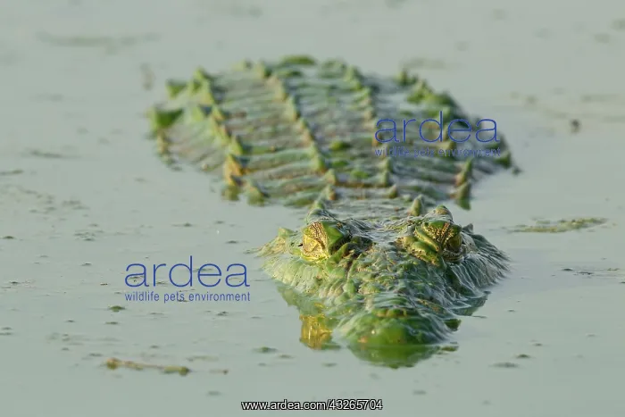  : Nile Crocodile (Crocodylus niloticus) floating