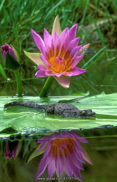 : Nile Crocodile (Crocodylus niloticus). Hatchling : Nile Crocodile (Crocodylus niloticus). Hatchling