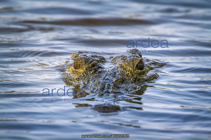 : Nile crocodile (Crocodylus niloticus) in Kruger : Nile crocodile (Crocodylus niloticus) in Kruger
