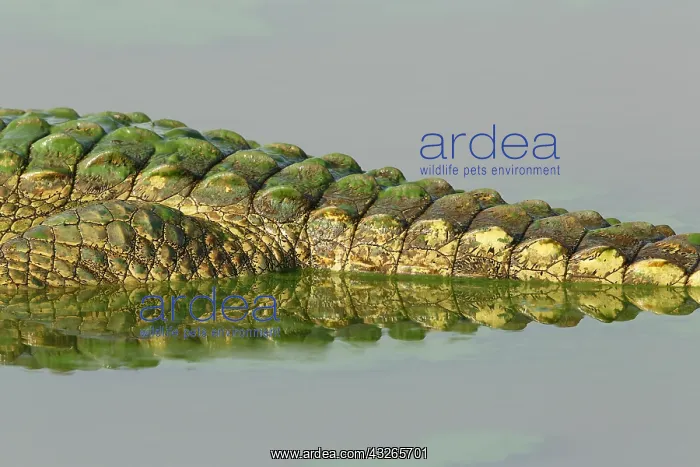 : Nile Crocodile (Crocodylus niloticus), reflecti : Nile Crocodile (Crocodylus niloticus), reflecti