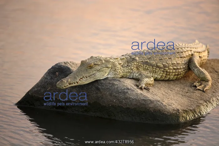  : Nile Crocodile (Crocodylus niloticus) resting o