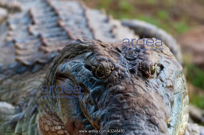 : Nile Crocodile (Crocodylus niloticus), Tsavo : Nile Crocodile (Crocodylus niloticus), Tsavo