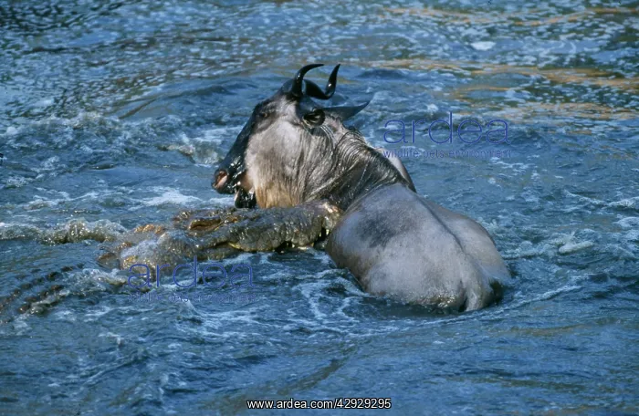  : Nile CROCODILE - dragging Wildebeest  /  Gnu prey under