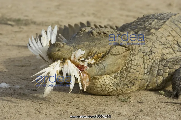 : Nile crocodile eating chicken Pond of Bazoule Burkina Faso : Nile crocodile eating chicken Pond of Bazoule Burkina Faso