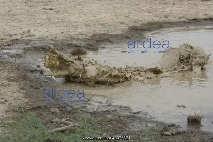 : Nile Crocodile eating a chicken Pond of Bazoule Burkina Faso : Nile Crocodile eating a chicken Pond of Bazoule Burkina Faso
