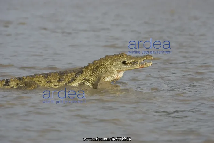 : Nile Crocodile eating a chicken Pond of Bazoule Burkina Faso : Nile Crocodile eating a chicken Pond of Bazoule Burkina Faso