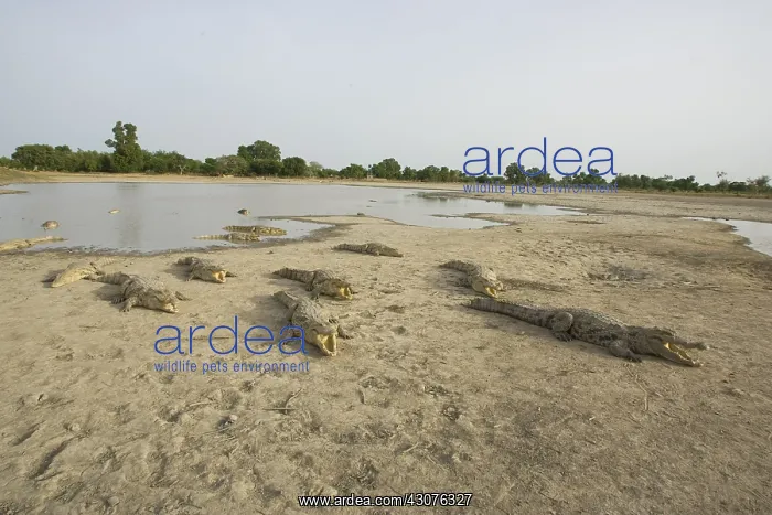 : Nile Crocodile eating a chicken Pond of Bazoule Burkina Faso : Nile Crocodile eating a chicken Pond of Bazoule Burkina Faso