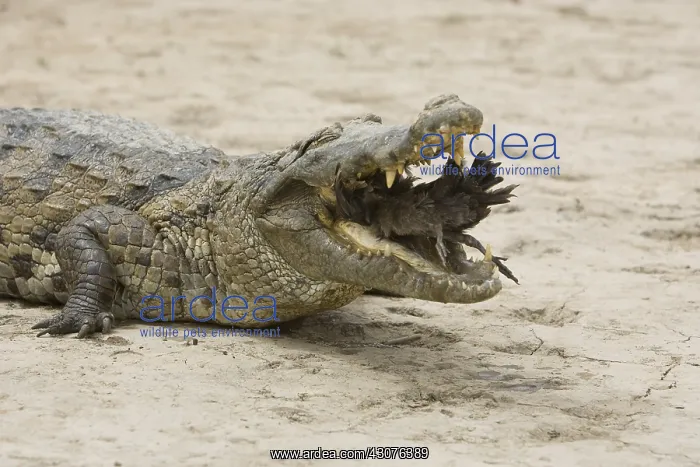 : Nile Crocodile eating a chicken Pond of Bazoule Burkina Faso : Nile Crocodile eating a chicken Pond of Bazoule Burkina Faso