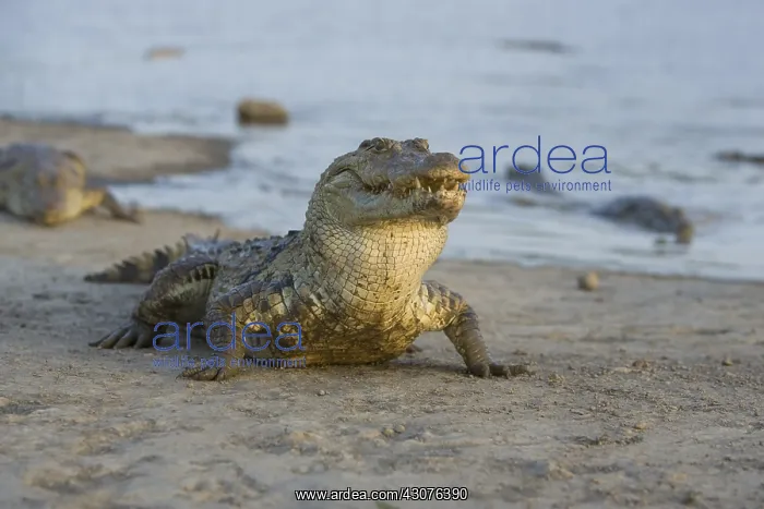 : Nile Crocodile eating a chicken Pond of Bazoule Burkina Faso : Nile Crocodile eating a chicken Pond of Bazoule Burkina Faso
