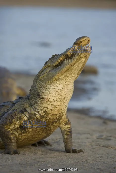 : Nile Crocodile eating a chicken Pond of Bazoule Burkina Faso : Nile Crocodile eating a chicken Pond of Bazoule Burkina Faso