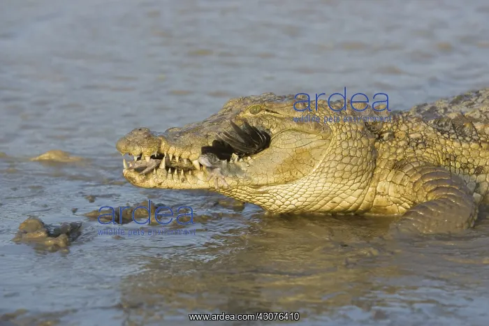 : Nile crocodile eating chicken Pond of Bazoule Burkina Faso : Nile crocodile eating chicken Pond of Bazoule Burkina Faso