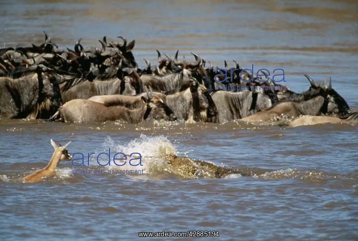  : Nile Crocodile - Eating Thomson's Gazelle