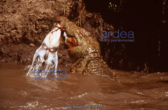  : NILE CROCODILE - eating Thomson's Gazelle