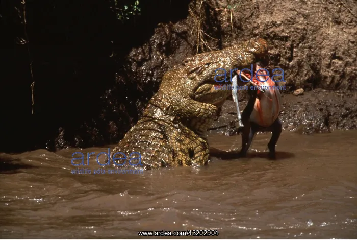  : NILE CROCODILE - Eating Thomson's Gazelle