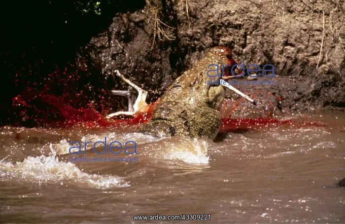  : NILE CROCODILE - Eating Thomson's Gazelle