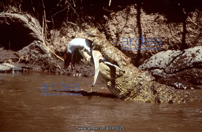  : NILE CROCODILE - eating Thomson's Gazelle