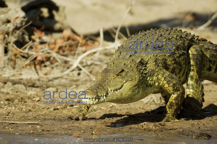 : Nile Crocodile - Is about to enter the Lufupa River : Nile Crocodile - Is about to enter the Lufupa River