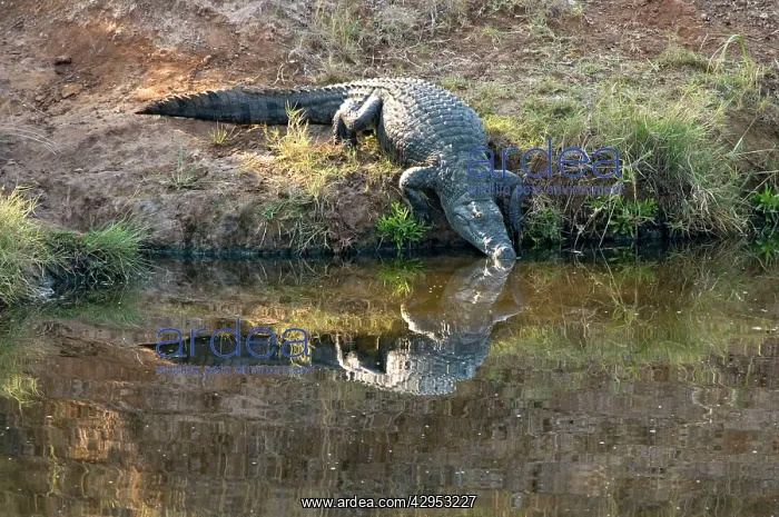 : Nile Crocodile - entering water : Nile Crocodile - entering water