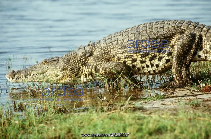  : NILE CROCODILE- ENTERING WATER