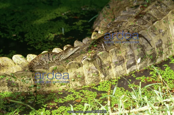 : Nile Crocodile - Female, babies on tail : Nile Crocodile - Female, babies on tail