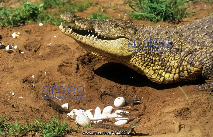 : Nile Crocodile - Female at nest collecting young in mouth : Nile Crocodile - Female at nest collecting young in mouth