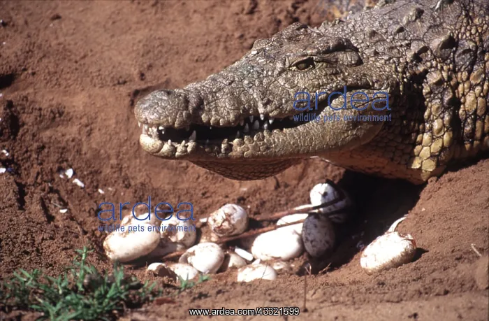 : NILE CROCODILE - Female with young & eggs at nest : NILE CROCODILE - Female with young & eggs at nest
