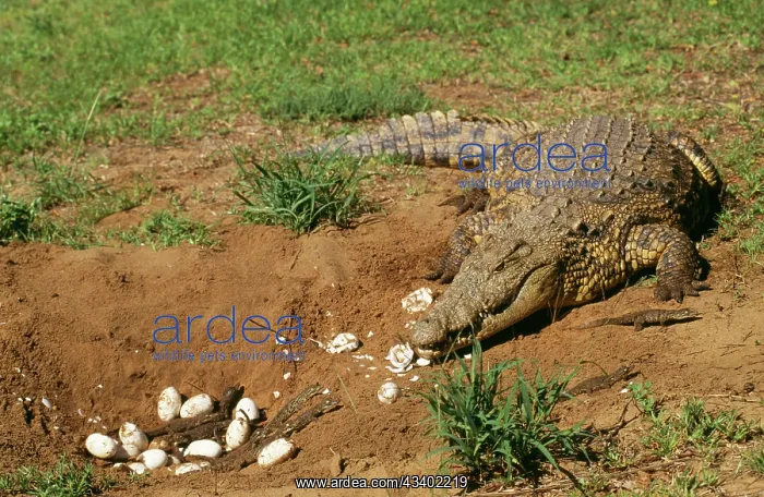 : Nile Crocodile - Female with young & eggs at nest : Nile Crocodile - Female with young & eggs at nest
