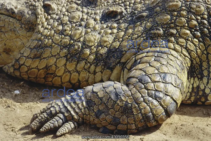 : Nile Crocodile Foreleg : Nile Crocodile Foreleg